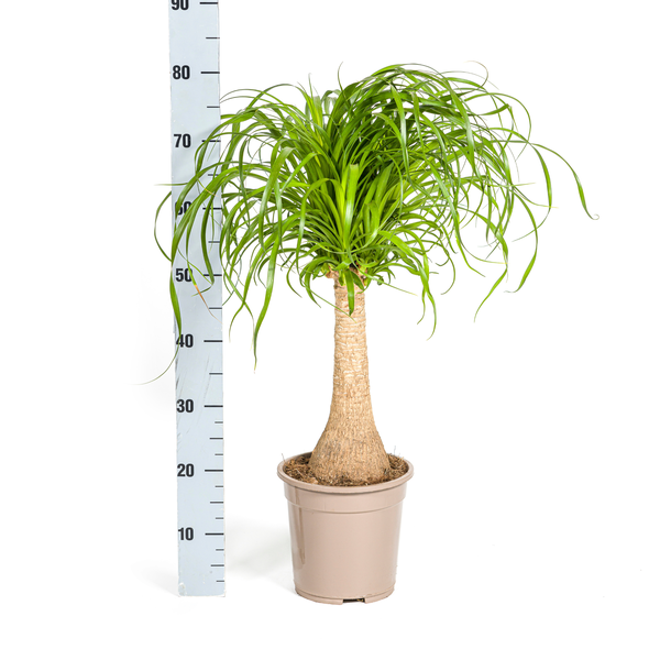 Beaucarnea Recurvata Stam Ø21cm - ↕70cm