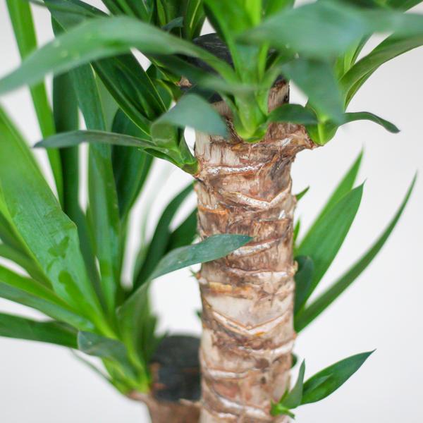 Yucca Elephantipes avec panier Sofia naturel - 90cm - Ø21