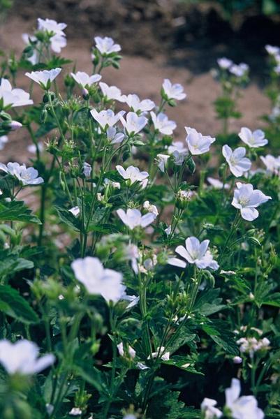 Geranium sang. 'Album' - ↕10-25cm - Ø9cm - 60x