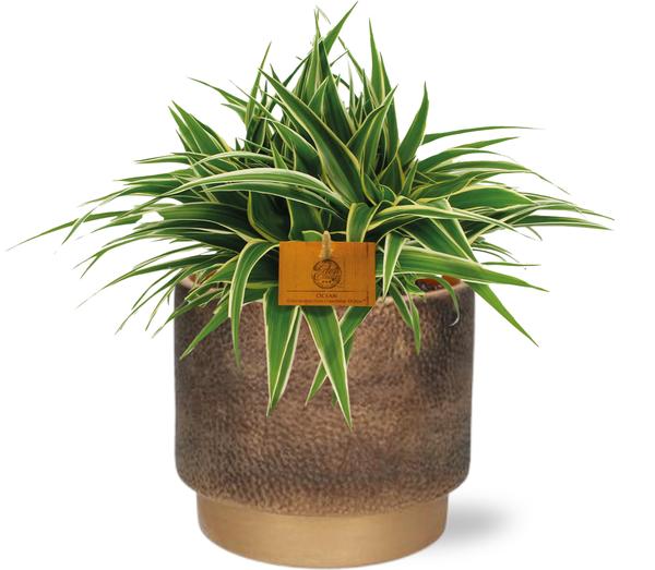 Chlorophytum Ocean - Ø15cm - ↕25cm + Merel Pot D16x14cm - Goud