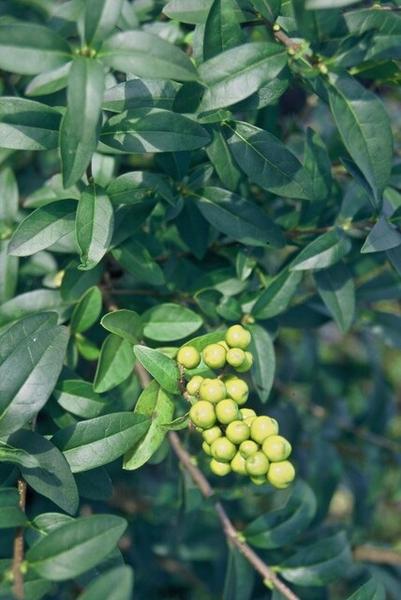 Ligustrum vulgare 'Atrovirens' - racine nue - 80/100 - 25x