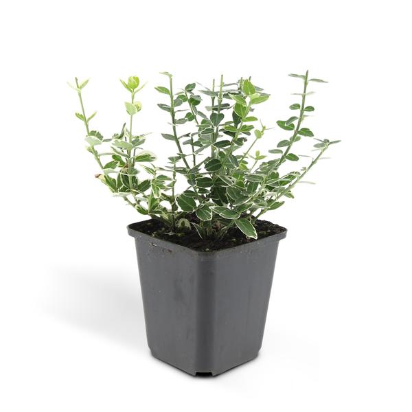 Euonymus 'Emerald 'n Gaity' - ↕10-25cm - Ø9cm - 6x