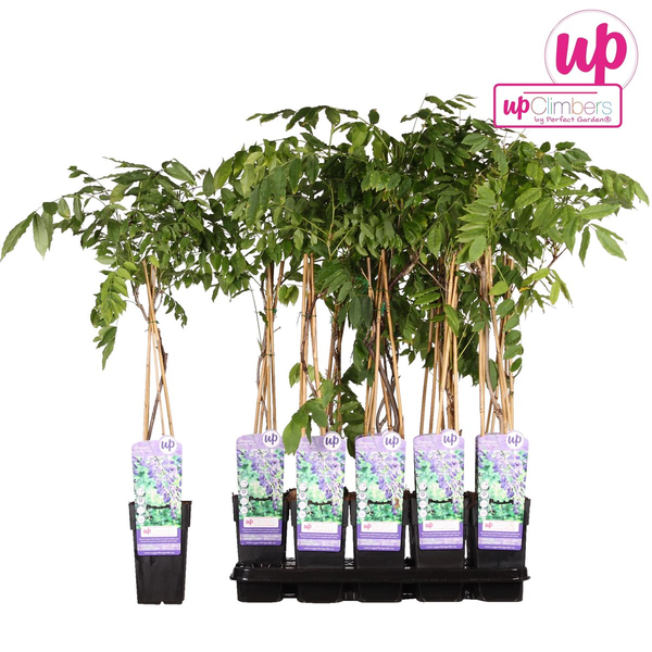 Glycine sinensis 'Prolific' - Glycine - Ø15cm - ↕65cm