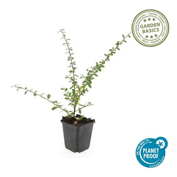 Cotoneaster suec. 'Coral Beauty' - ↕10-25cm - Ø9cm - 60x