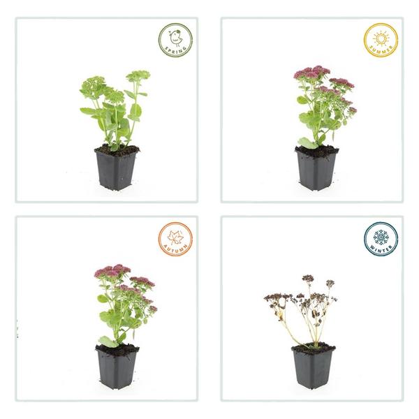 Sedum 'Herbstfreude' - ↕10-25cm - Ø9cm - 60x