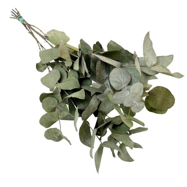Fleurs séchées - Eucalyptus Cinerea - 6 bouquets - ↕50cm