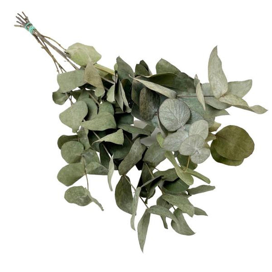 Fleurs séchées - Eucalyptus Cinerea - 6 bouquets - ↕50cm