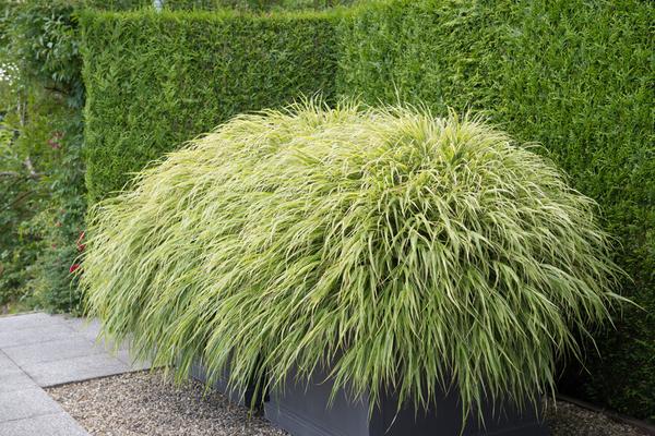 Hakonechloa macra - ↕10-25cm - Ø9cm - 60x