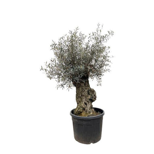 Bonsaï Olea Europaea - 250cm - Ø65