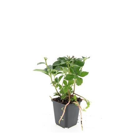 Pachysandra terminalis - ↕10-25cm - Ø9cm - 60x