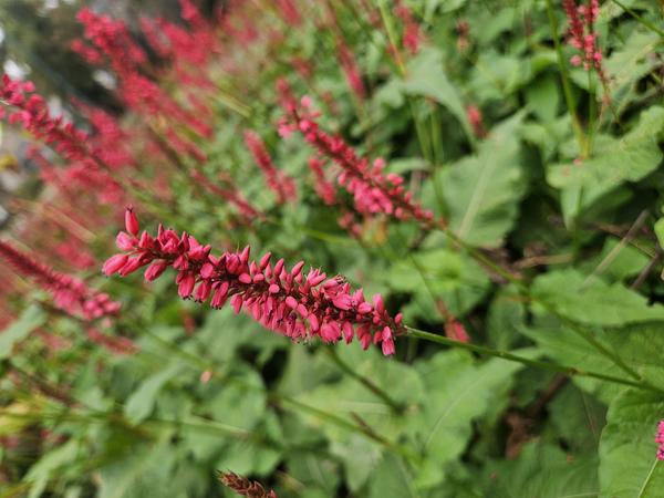 Persicaria amplexicaulis - ↕10-25cm - Ø9cm - 40x