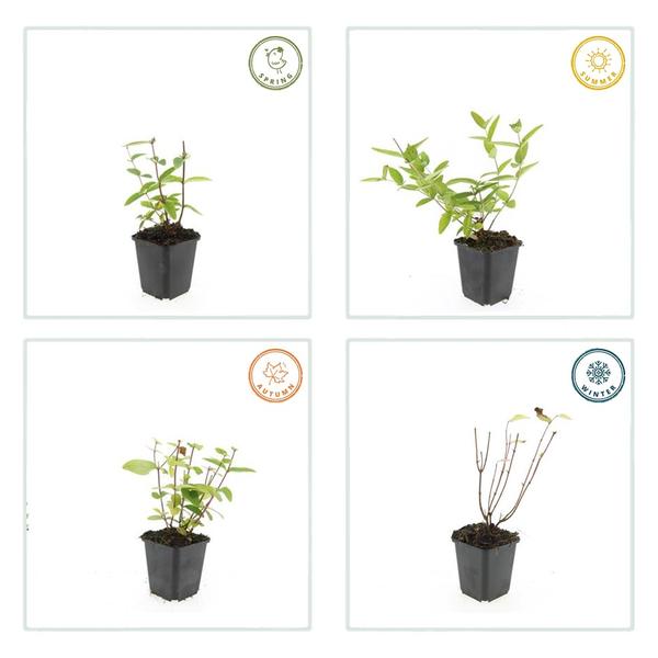 Hypericum inodorum 'Annebel' - ↕10-25cm - Ø9cm - 60x