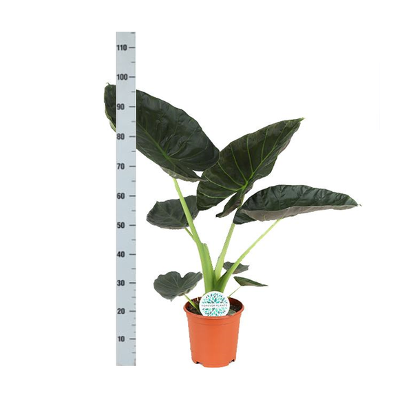 Bouclier Alocasia Regal Ø21cm - ↕100cm