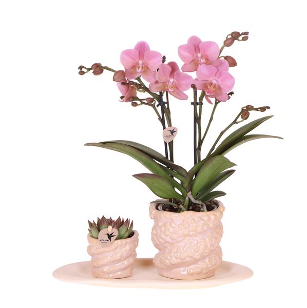 Compagnie des Colibris | Coffret cadeau Poulpe Rose petit | Plante verte avec orchidée Phalaenopsis rose ancienne dans des pots décoratifs roses Octopus sur plateau biologique blanc