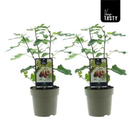 Ficus Brown Turkey (15018) - 2 pièces - Ø15cm - ↕40cm