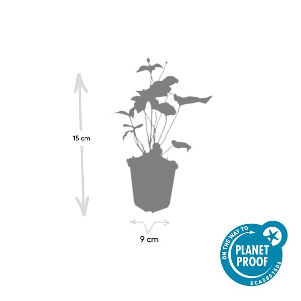 Anémone hyb. 'Honorine Jobert' - ↕10-25cm - Ø9cm - 12x