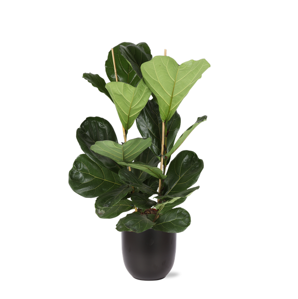 Ficus Lyrata - Ø24cm - ↕120cm en pot Boule ANTHRACITE