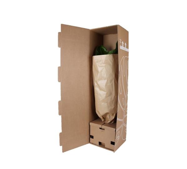 Palmier Kentia Ø27cm ↕160cm en pot Boule OLIVE