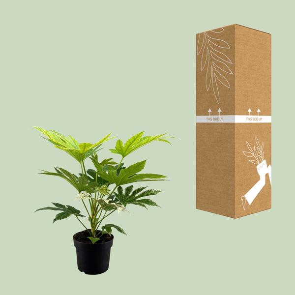 Toile d'araignée Fatsia Japonica - Ø17cm - ↕50cm