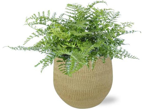 Asplenium Parvati - Ø21cm - ↕40cm + Ryan Pot D22x20cm - Goud
