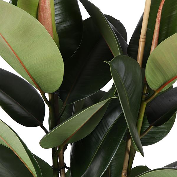 Ficus Elastica Robusta Ø24cm - ↕110cm en pot Boule ANTHRACITE