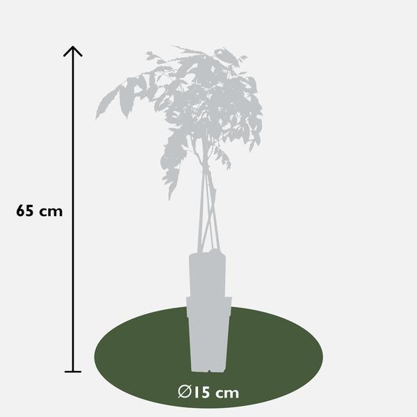 Glycine sinensis 'Prolific' - Glycine - Ø15cm - ↕65cm