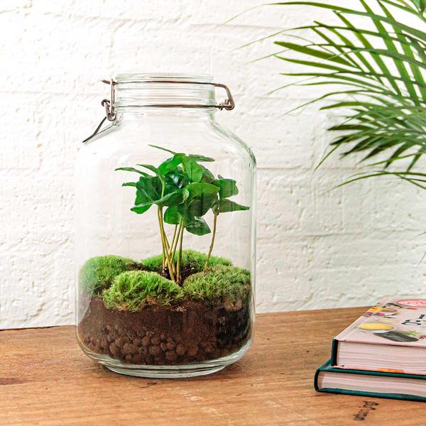 DIY terrarium - Jar - Coffea Arabica - ↕ 28 cm - Rake + Shovel + Tweezer + Scissors