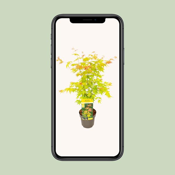 Acer palmatum Orange Rêve - Ø19cm - ↕50cm