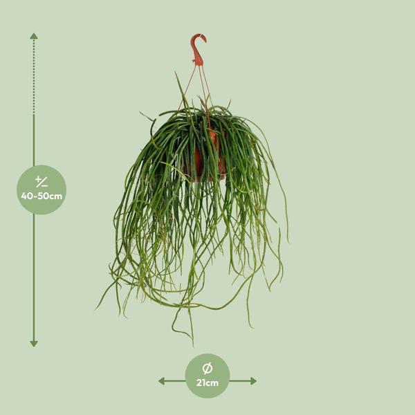 Selenisereus Wercklei - Ø21cm - ↕50cm