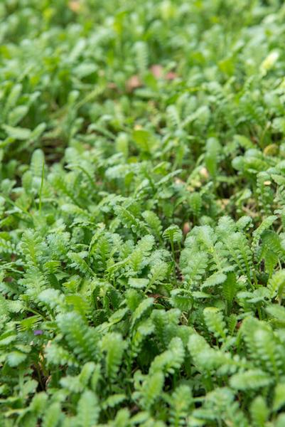 Leptinella squalida - ↕10-25cm - Ø9cm - 60x