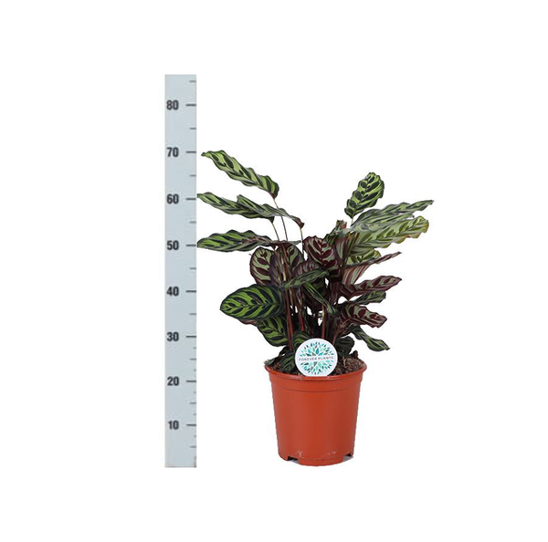 Calathea Makoyana Ø21cm - ↕70cm en pot Boule TAUPE