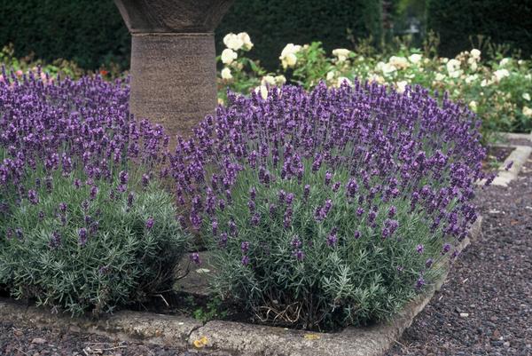 Lavandula ang. 'Dwarf Blue' - ↕10-25cm - Ø9cm - 60x