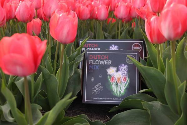 Flowerbulbs Amsterdam - Dutch Flower Mix - Boîte de luxe moyenne, 40 bulbes à fleurs pour 1 m2 de splendeur florale - Taille 12+