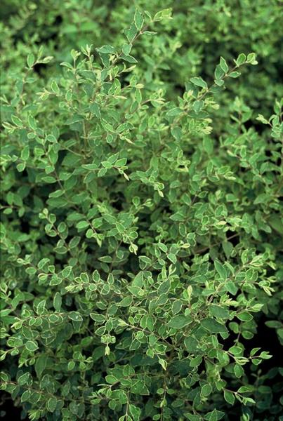 Symphoricarpos ch. 'Hancock' - ↕10-25cm - Ø9cm - 60x