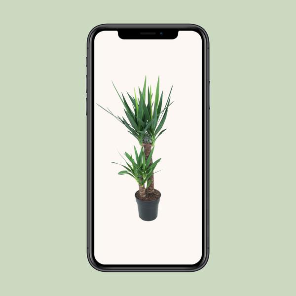 Yucca Éléphantipes - Ø21cm - ↕100cm