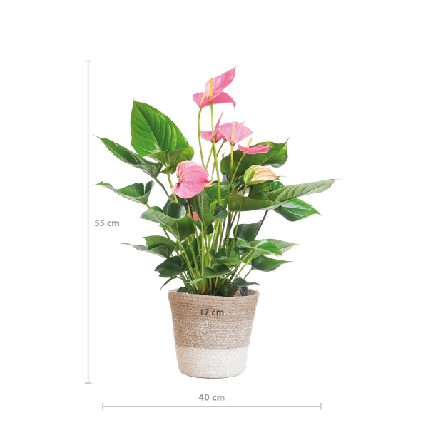 Anthurium Pink explosion met Lissabon mand wit - 55cm - Ø17