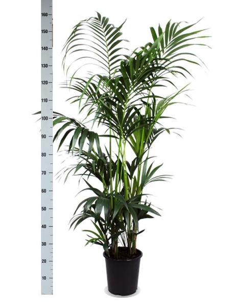 Palmier Kentia Ø27cm ↕160cm en pot Boule OLIVE