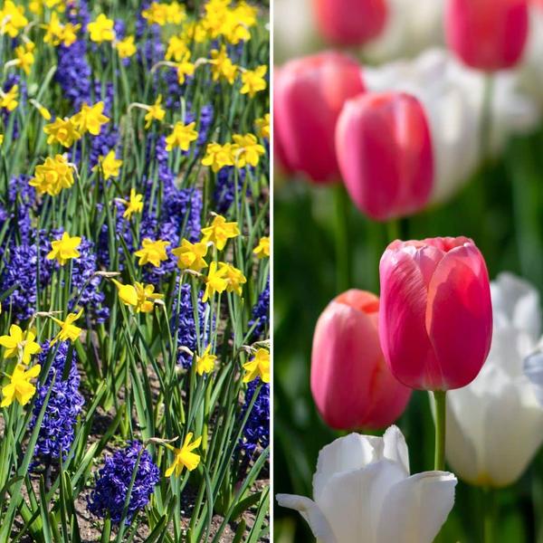 Flowerbulbs Amsterdam - Medium Holland Mix - Sachet de valeur durable, 50 bulbes de fleurs pour 1 m2 de splendeur florale - Taille 12+