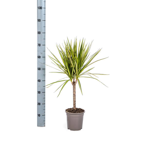 Dracaena Marginata Sunray Ø17cm - ↕25cm