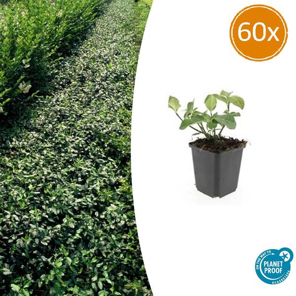 Euonymus fort. 'Dart's Blanket' - ↕10-25cm - Ø9cm - 60x