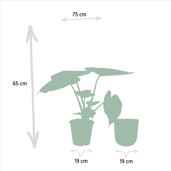 Alocasia Wentii - Ø19cm - ↕65cm + Pot Mayk Or