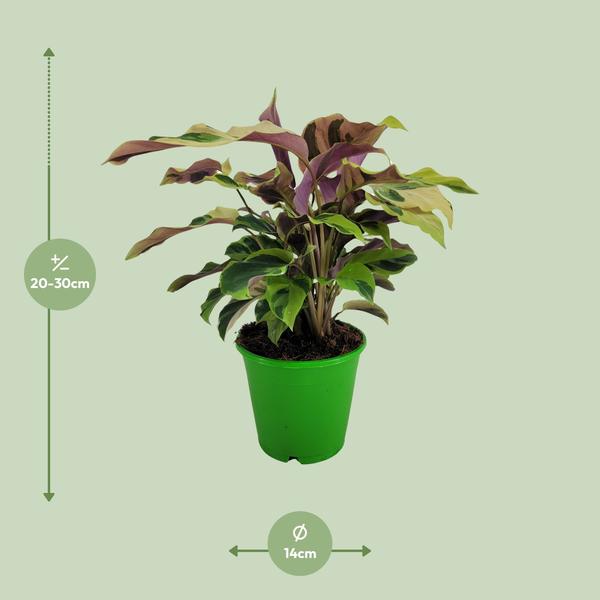 Calathea Yellow Fusion Ø14cm - ↕40cm