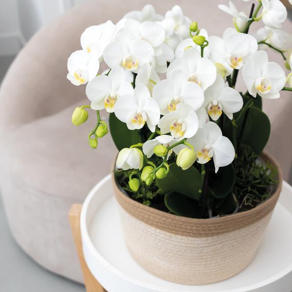 Maison Colibri | Plat panier en coton blanc - Plat en coton tressé avec détail blanc - taille du pot Ø30cm