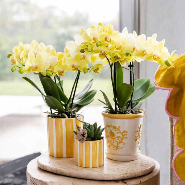Kolibri Home | Painted stripe - Yellow - Ø6cm