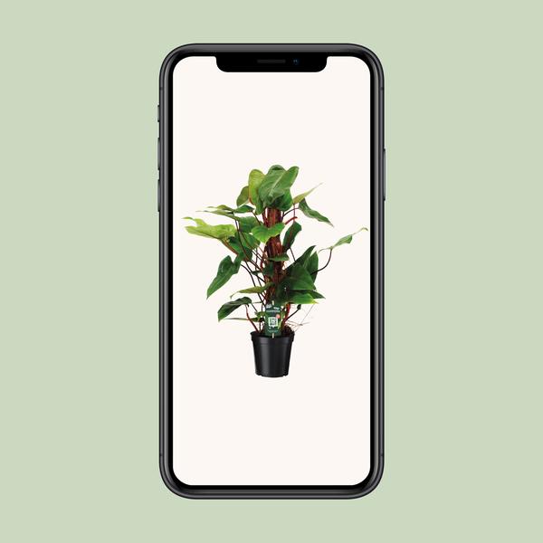 Philodendron Red Emerald - Ø19cm - ↕80cm