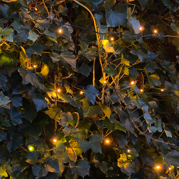 Hedera Hibernica - Lierre - Collé - ↨80 - 100 cm