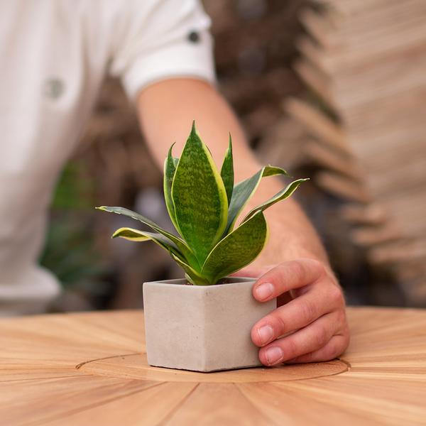 Congreetz® plantpots + Sansevieria | Bedankt vrijwilliger