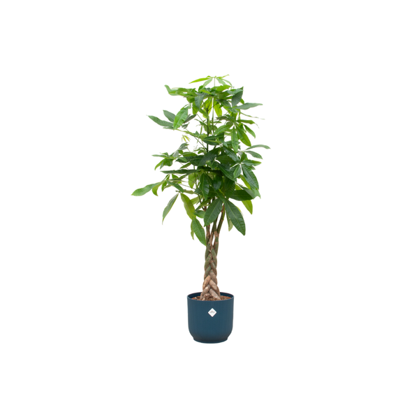 Offre combinée - Pachira Aquatica avec elho Vibes Fold Round bleu Ø30 - 150 cm