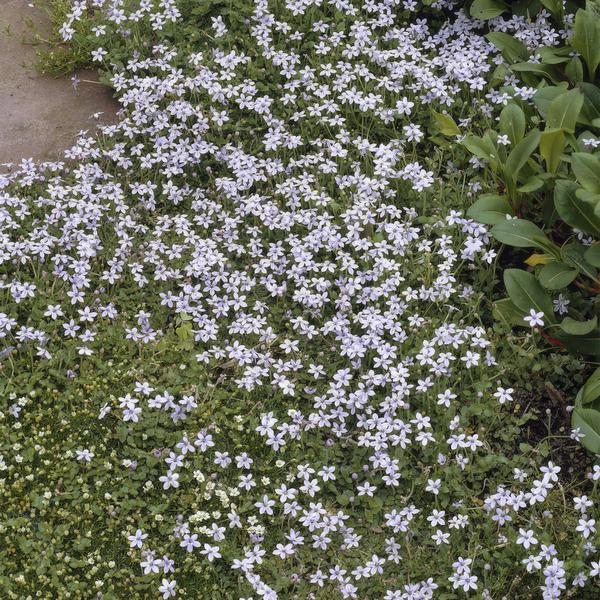Isotoma fluviatilis - ↕10-25cm - Ø9cm - 6x