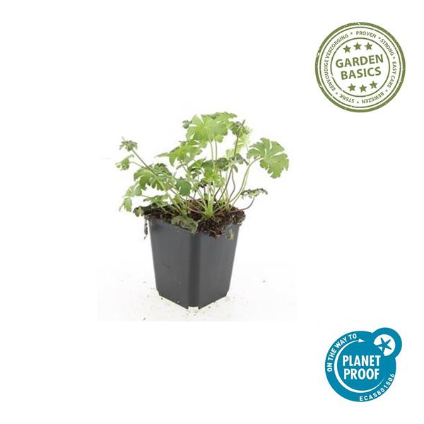 Geranium cant. 'Cambridge' - ↕10-25cm - Ø9cm - 60x